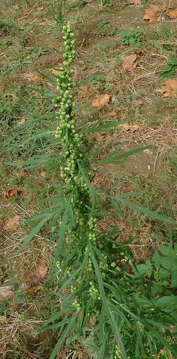 Biennial wormwood (Artemisia biennis, Phytographia 1: 11 (1794))