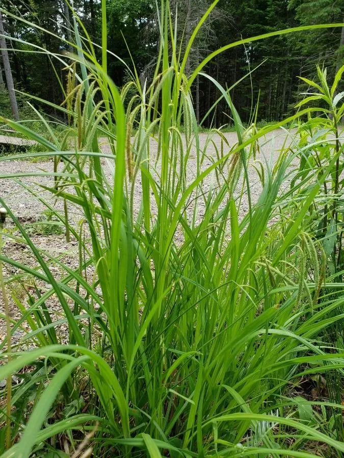 Fringed sedge (Carex crinita, Encycl. 3: 393 (1792))