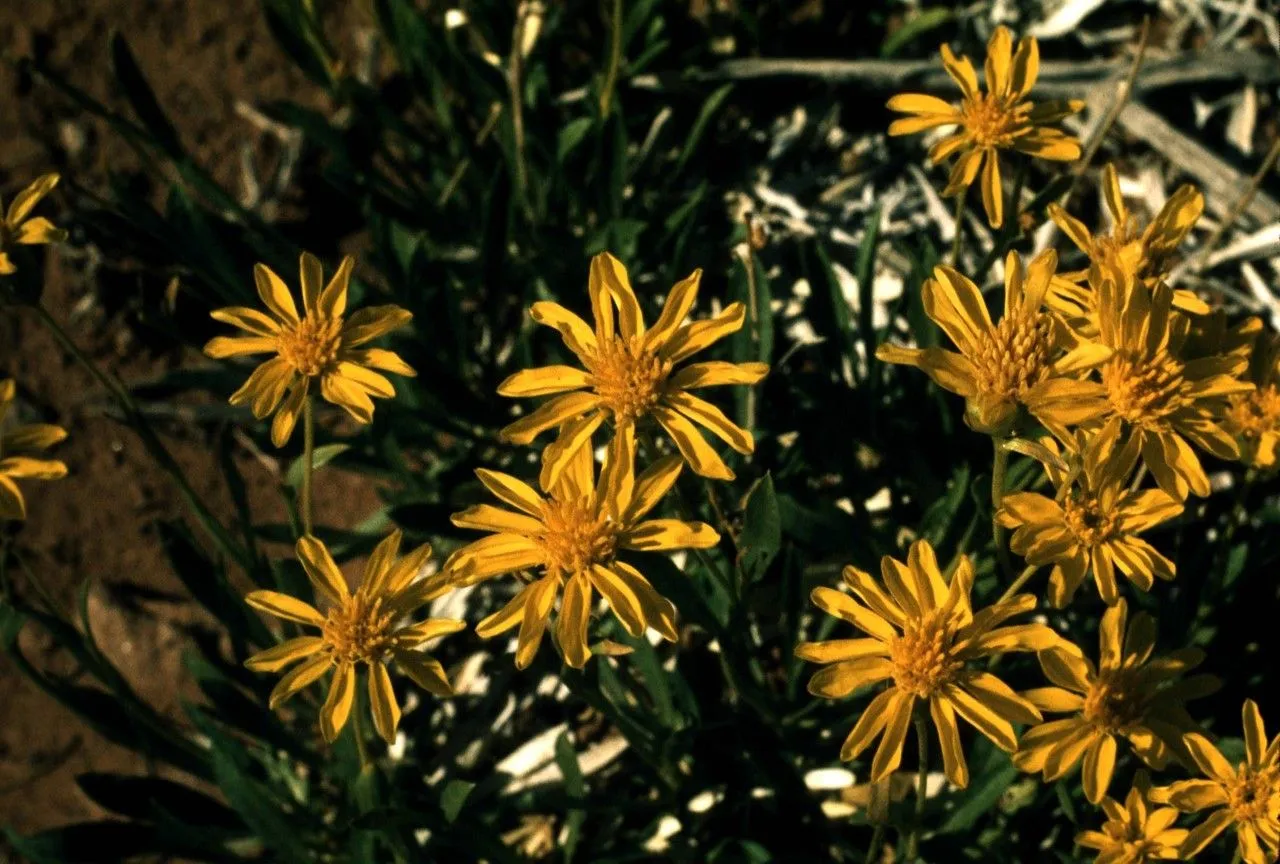 Hairy arnica (Arnica mollis, Fl. Bor.-Amer. 1(suppl.): 331 (1834))