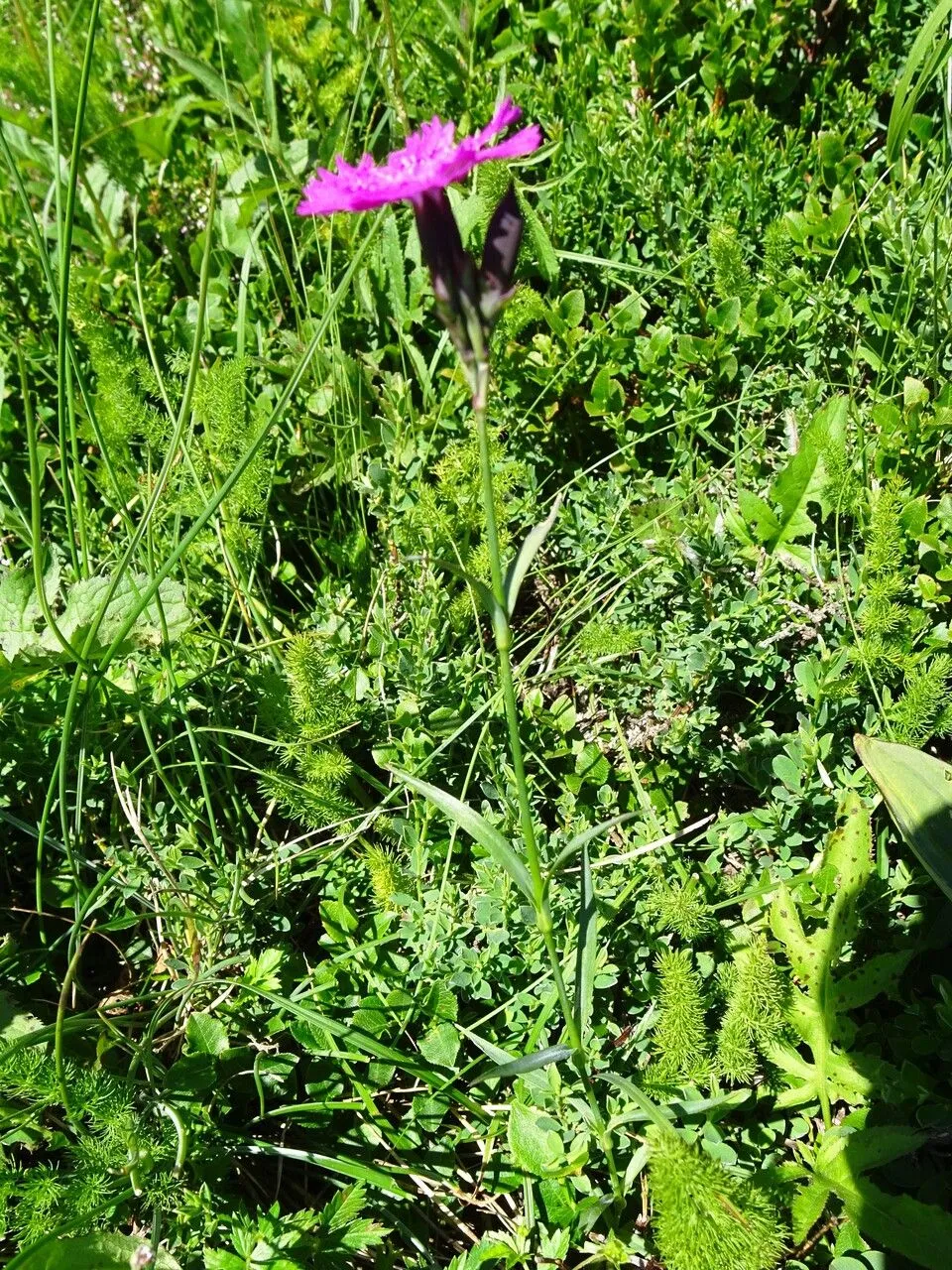 Ragged pink (Dianthus seguieri, Hist. Pl. Dauphiné 1: 330 (1786))