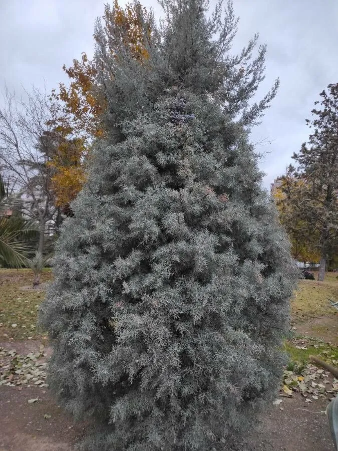 Arizona cypress (Cupressus arizonica, Farjon, A. In: A Handbook of the World’s Conifers. Vol. 1 & 2. E. J. Brill, Leiden & Boston. 1112 pp. (2010).)