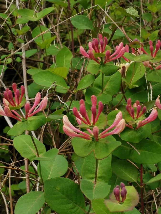 Perfoliate honeysuckle (Lonicera caprifolium, Sp. Pl.: 173 (1753))