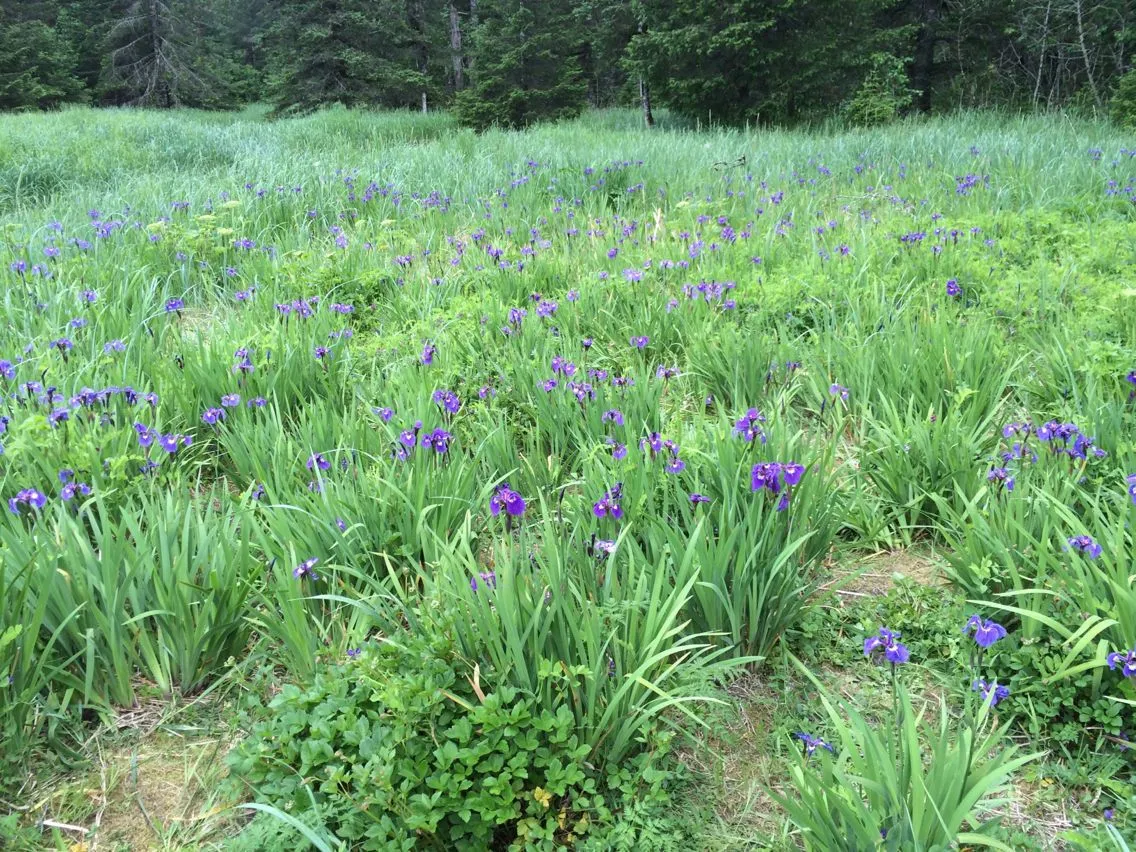 Arctic blue flag (Iris setosa, Jahrb. Gewächsk. 1(3): 71 (1820))