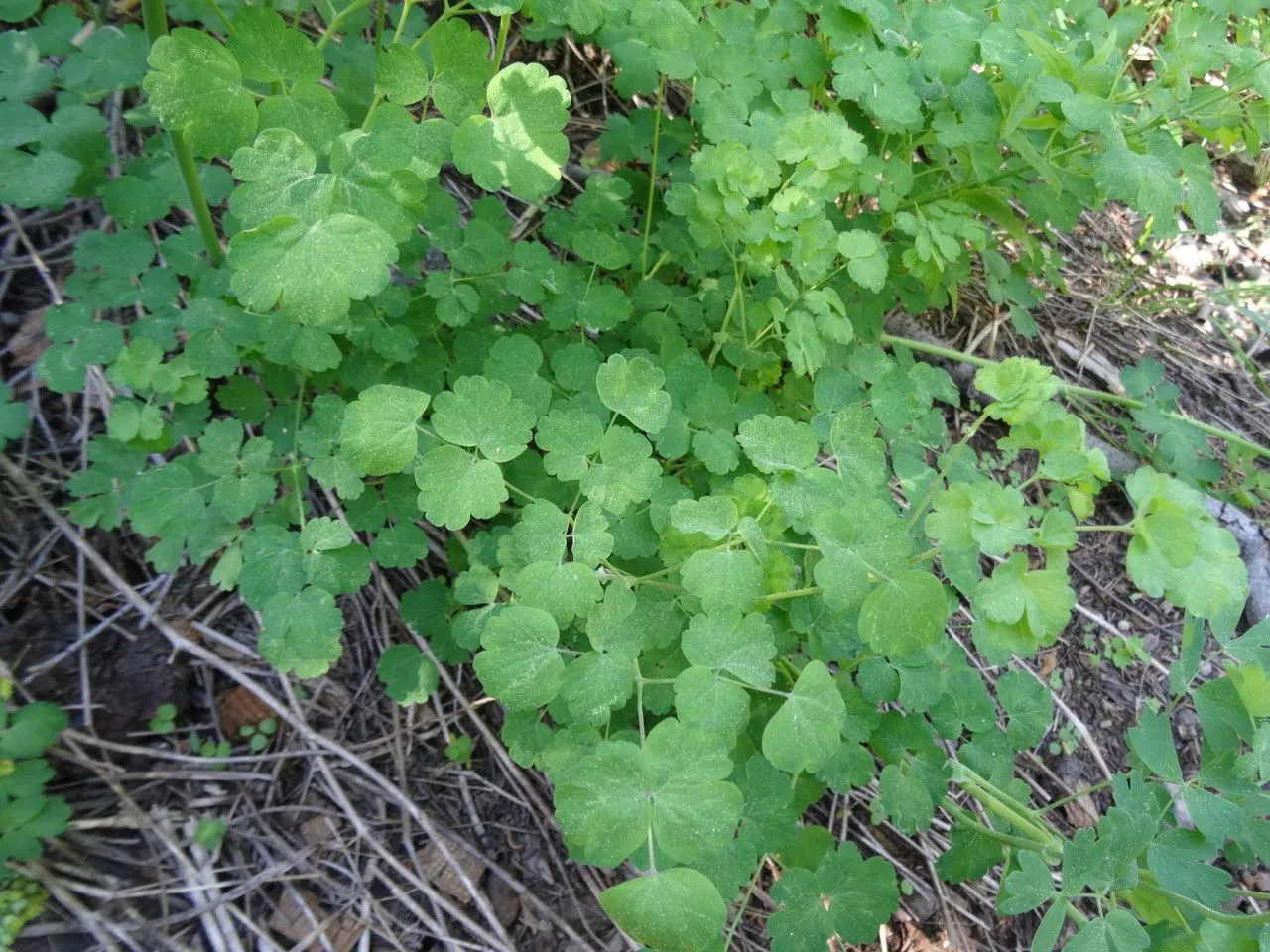 Wright’s meadow-rue (Thalictrum fendleri, Mem. Amer. Acad. Arts, n.s., 4: 5 (1849))