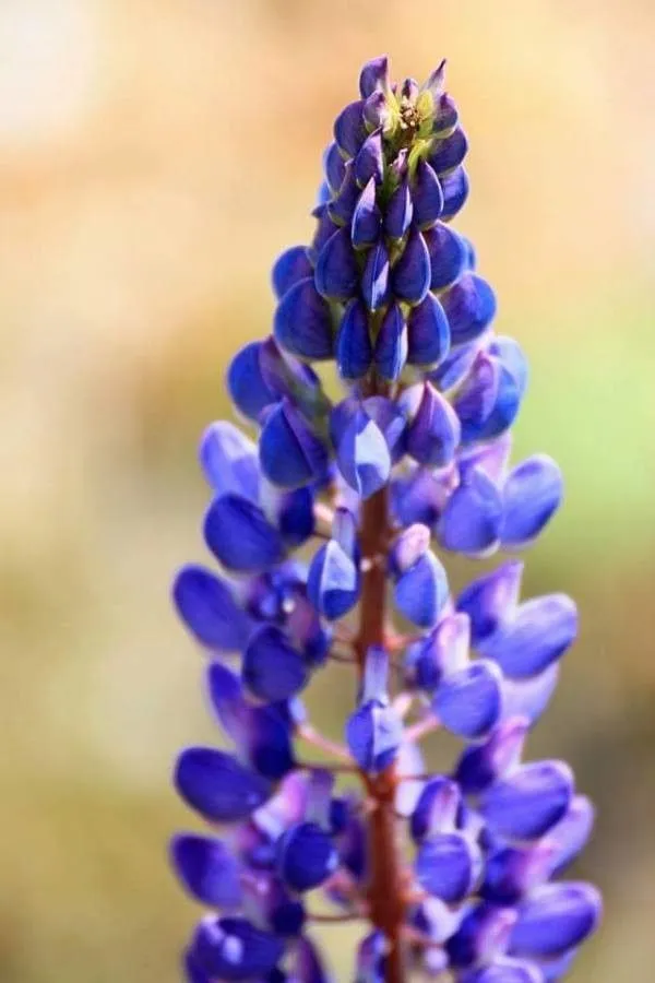 Sky lupine (Lupinus nanus, Trans. Hort. Soc. London ser. 2, 1:409. 1835)