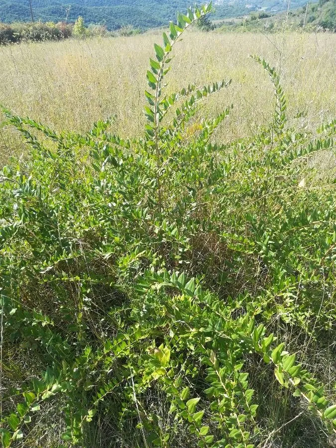 French sumac (Coriaria myrtifolia, Sp. Pl.: 1037 (1753))