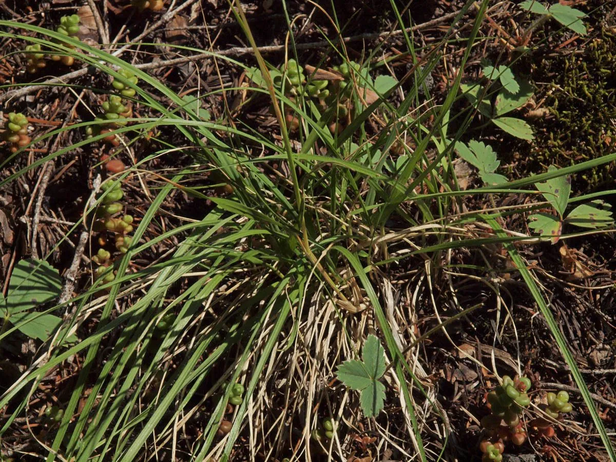 Intermediate oat grass (Danthonia intermedia, Bull. Torrey Bot. Club 10: 52 (1883))