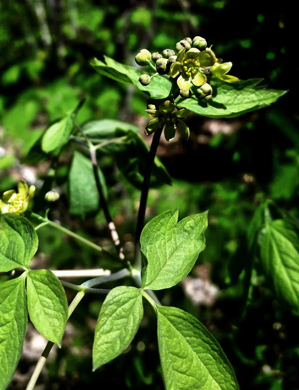 Papooseroot (Caulophyllum thalictroides, Fl. Bor.-Amer. 1: 205 (1803))