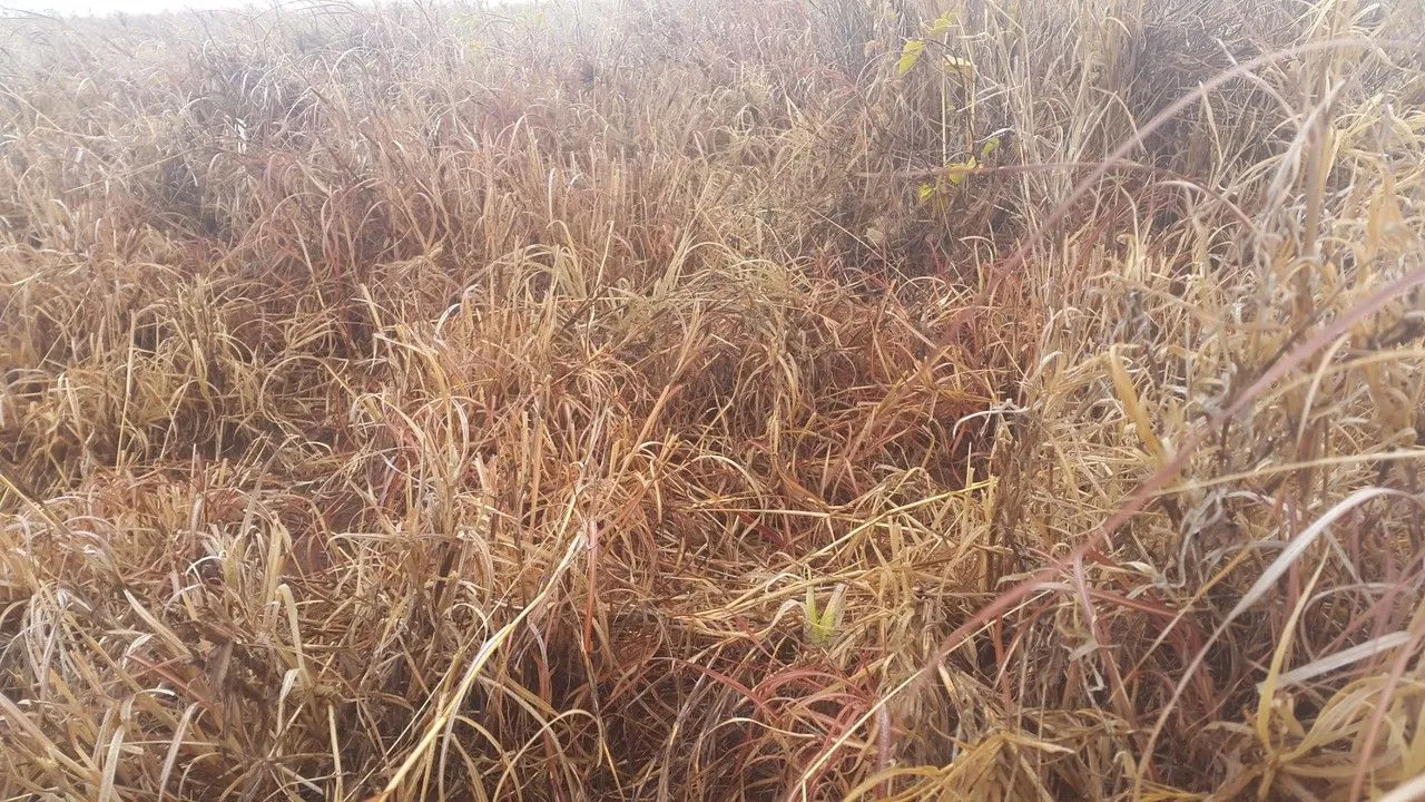 Red grass (Themeda triandra, Fl. Aegypt.-Arab.: 178 (1775))