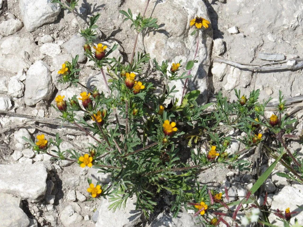 Fetid-marigold (Dyssodia papposa, Trans. Acad. Sci. St. Louis 5(3): 503 (1891))