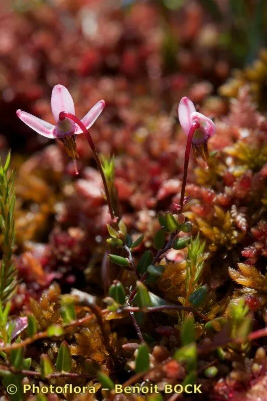 Uccâjeggijuŋŋâ (Vaccinium microcarpum, Trudy Imp. S.-Peterburgsk. Obshch. Estestvoisp., Vyp. 3, Otd. Bot. 2: 149 (1871))