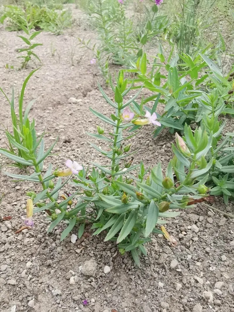 Hedge-hyssop (Gratiola officinalis, Sp. Pl.: 17 (1753))