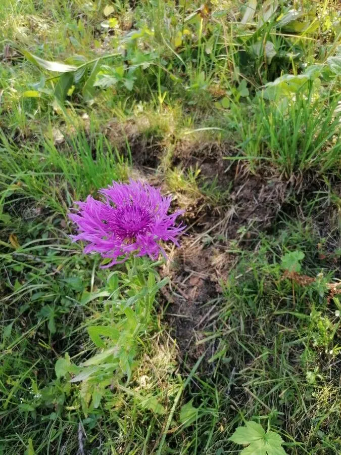 Plume knapweed (Centaurea nervosa, Enum. Pl. 2: 925 (1809))