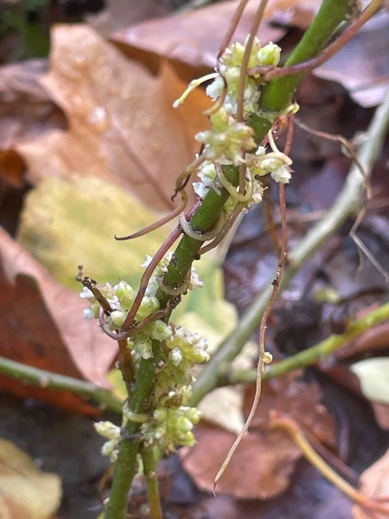 European dodder (Cuscuta europaea, Sp. Pl.: 124 (1753))