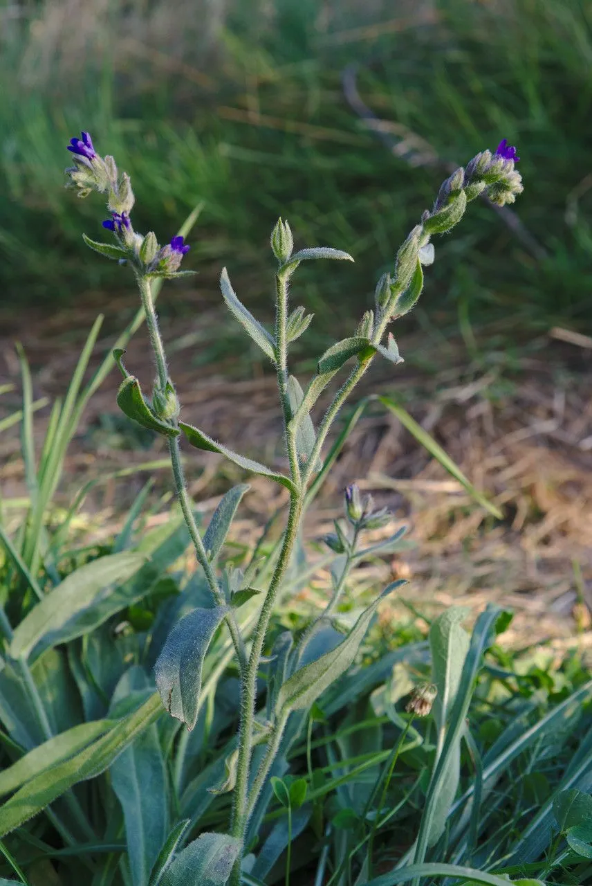 Alkanet (Anchusa officinalis, Sp. Pl.: 133 (1753))