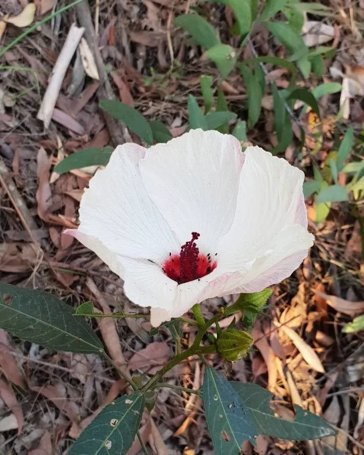 Queensland-sorrel (Hibiscus heterophyllus, Jard. Malmaison 2: ad t. 103. 1805)