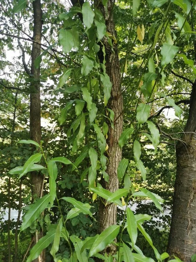 Willow oak (Quercus phellos, Sp. Pl.: 994 (1753))