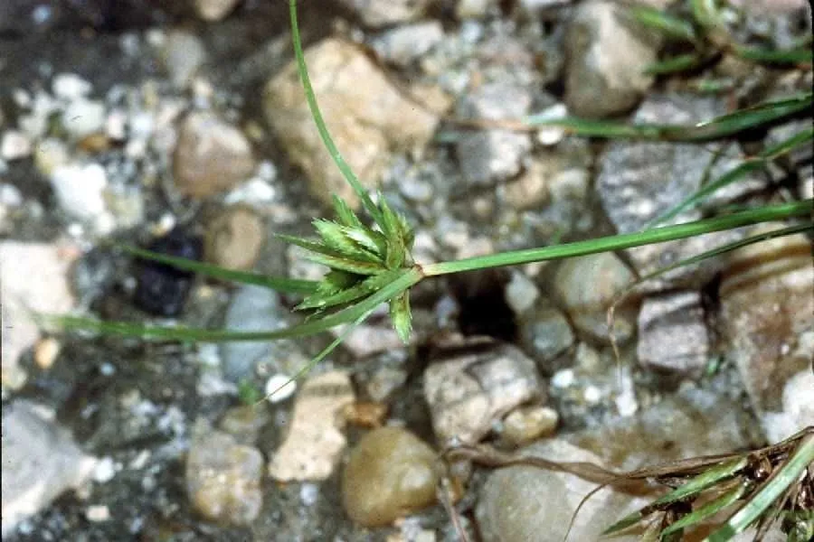 Poorland flat sedge (Cyperus compressus, Sp. Pl.: 46 (1753))