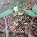 Melanthiaceae