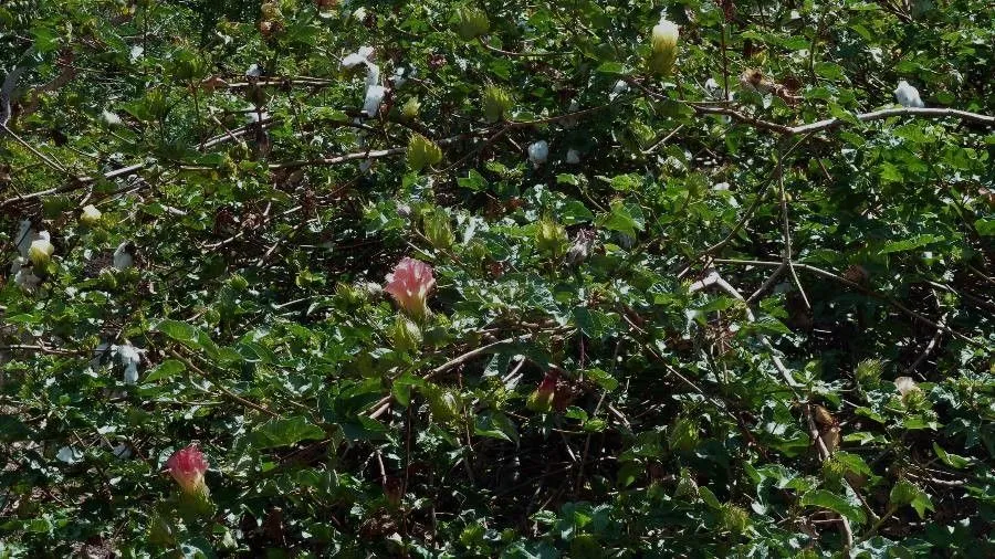 Tree cotton (Gossypium arboreum, Sp. Pl.: 693 (1753))