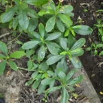 Talinaceae