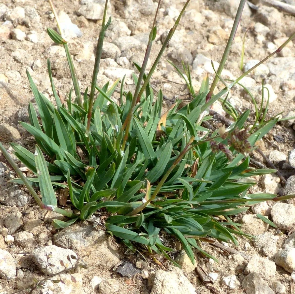 Baden’s bluegrass (Poa badensis, Sp. Pl., ed. 4, 1: 392 (1797))