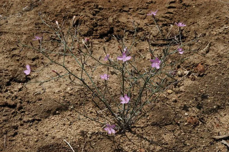 Small wirelettuce (Stephanomeria exigua, Trans. Amer. Philos. Soc., ser. 2, 7: 428 (1841))