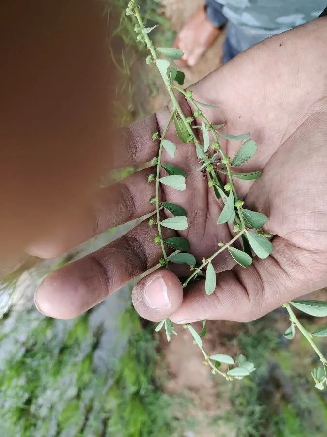 Madras leaf-flower (Phyllanthus maderaspatensis, Sp. Pl.: 982 (1753))