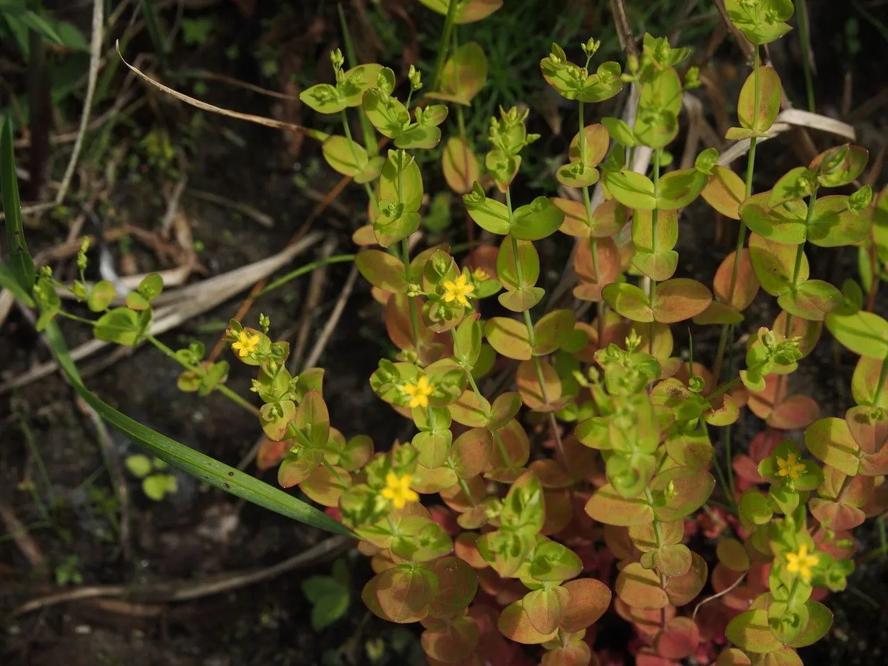 Dwarf st. johnswort (Hypericum mutilum, Sp. Pl.: 787 (1753))