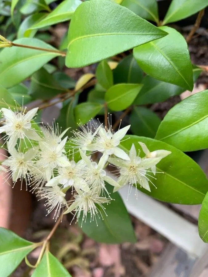 Myrtles (Backhousia myrtifolia, Bot. Mag. 71: t. 4133. 1845)