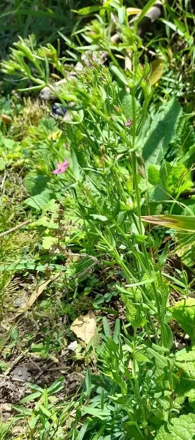 Branched centaury (Centaurium pulchellum, Oesterr. Bot. Z. 56: 70 (1906))