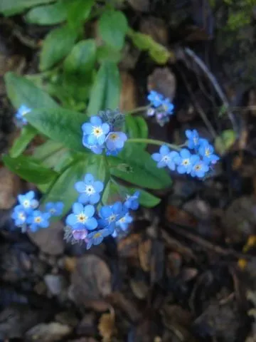 Broadleaf forget-me-not (Myosotis latifolia, J.B.A.M.de Lamarck, Encycl., Suppl. 4: 45 (1816))