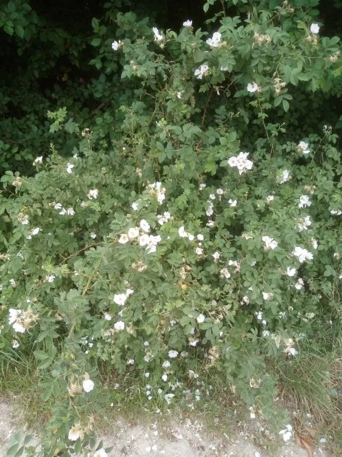 Downy rose (Rosa tomentosa, Fl. Brit. 2: 539 (1800))