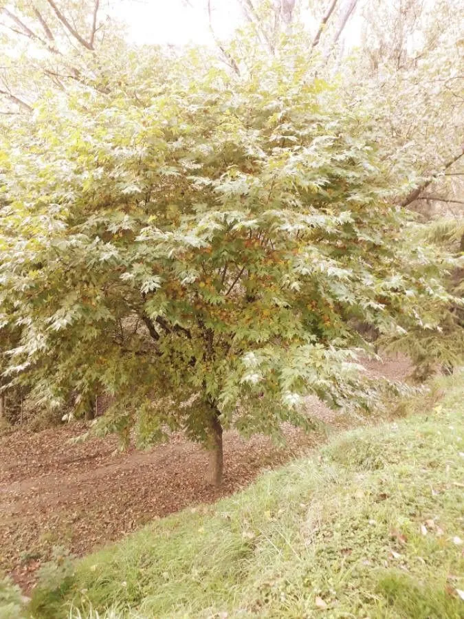 Oriental plane (Platanus orientalis, Sp. Pl.: 999 (1753))