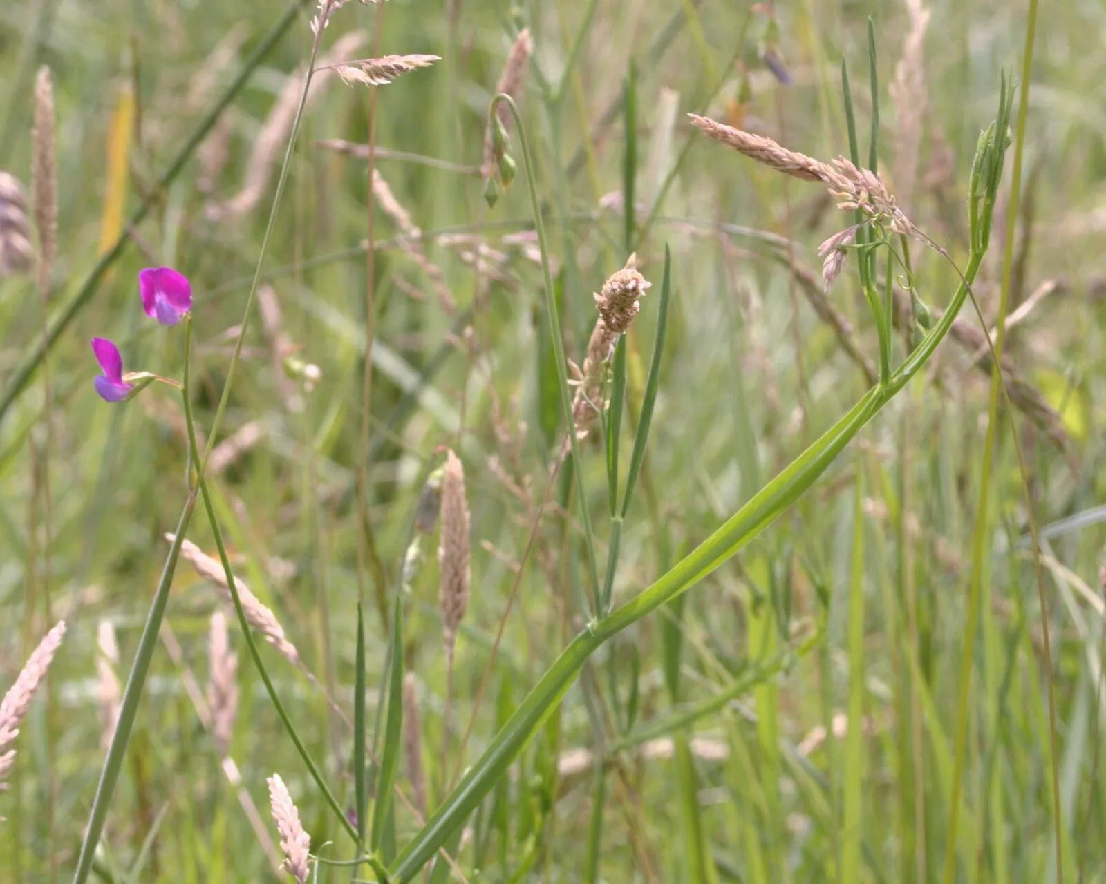 Austrian winterpea (Lathyrus hirsutus, Sp. Pl.: 732 (1753))