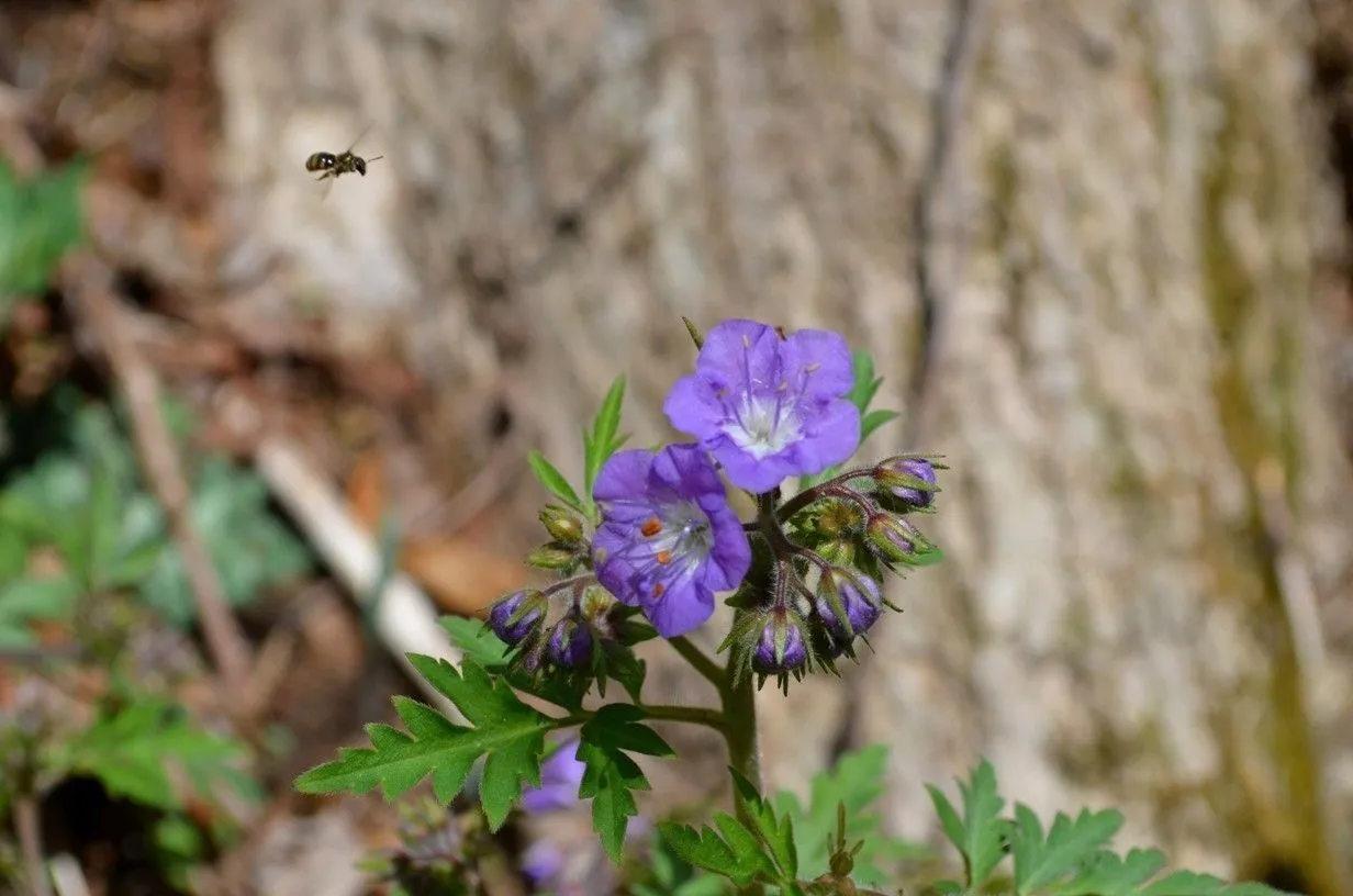 Fernleaf phacelia (Phacelia bipinnatifida, Fl. Bor.-Amer. 1: 134 (1803))