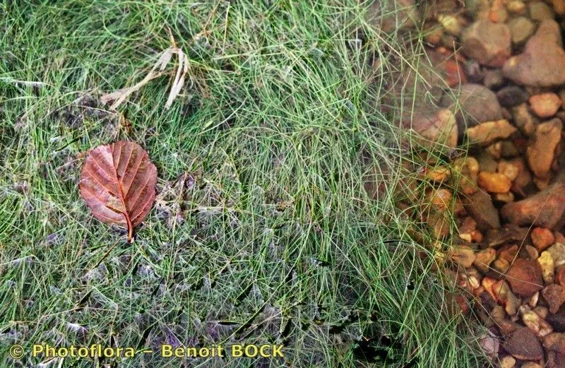 Shetland pondweed (Potamogeton rutilus, J.A.Schultes & J.H.Schultes, Mant. 3: 362 (1827))