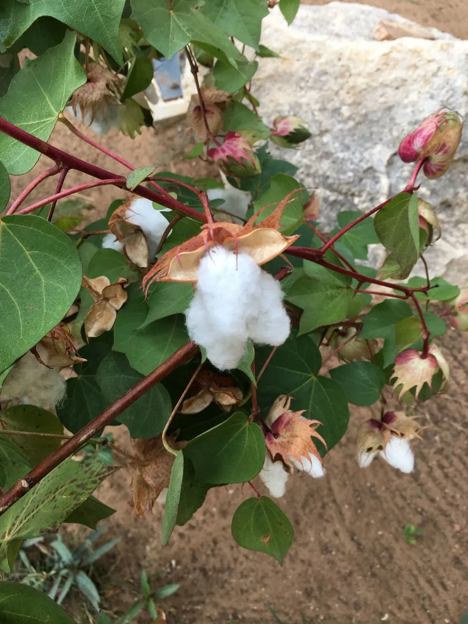 Arabian cotton (Gossypium herbaceum, Sp. Pl.: 693 (1753))