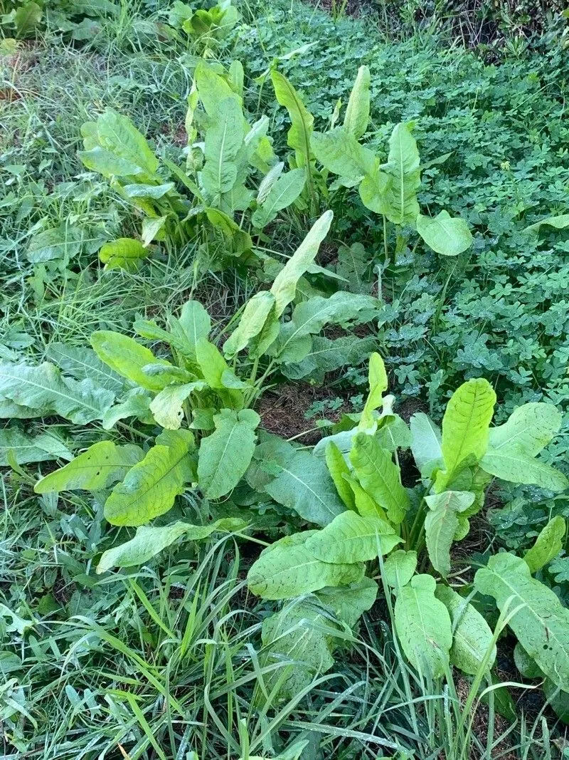 Russian dock (Rumex confertus, Enum. Pl.: 397 (1809))