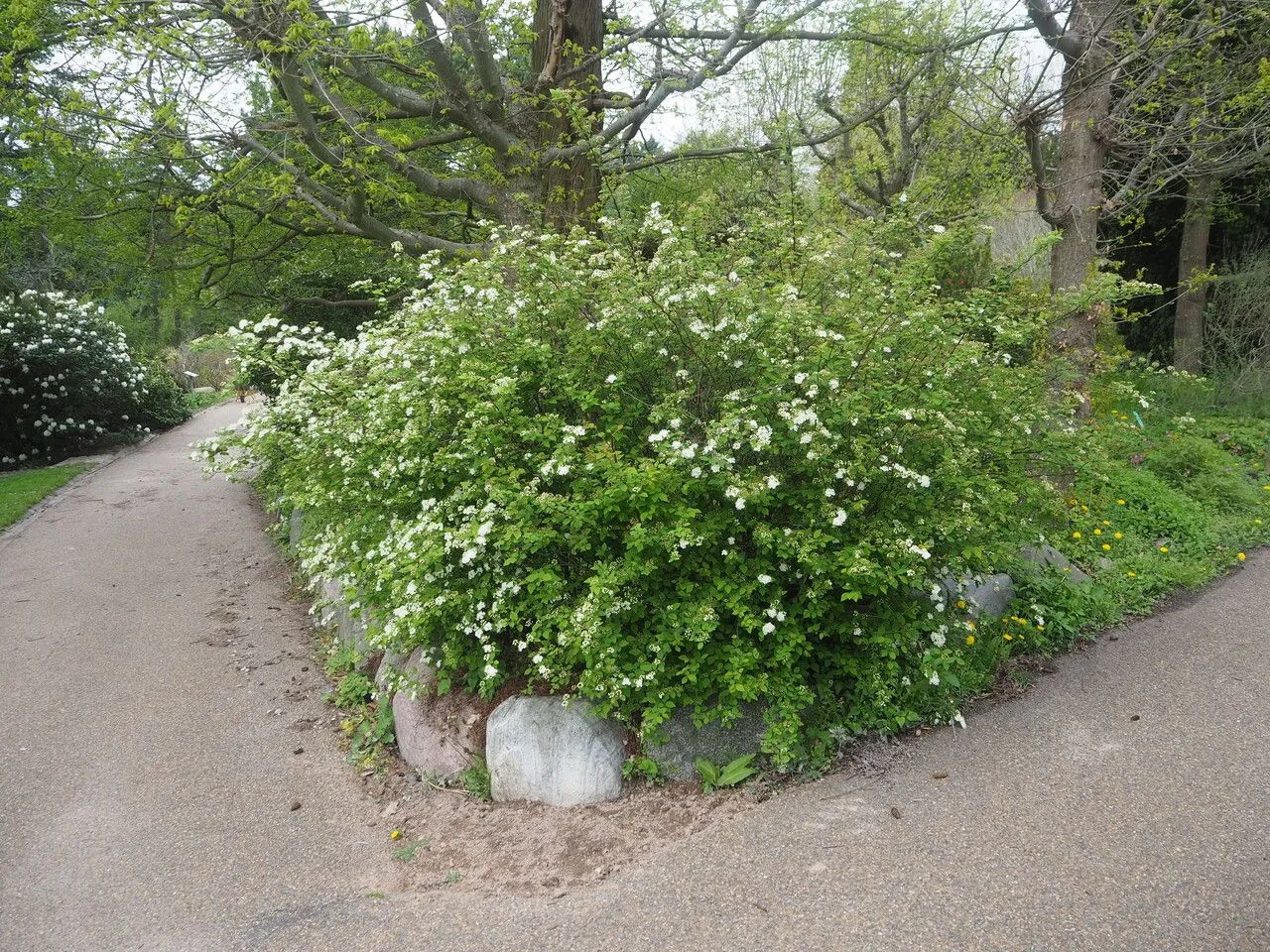 Elm-leaf spiraea (Spiraea chamaedryfolia, Sp. Pl.: 489 (1753))