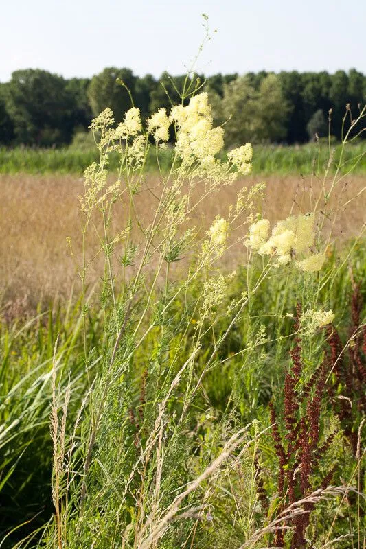 Shining meadow-rue (Thalictrum lucidum, Sp. Pl.: 546 (1753))