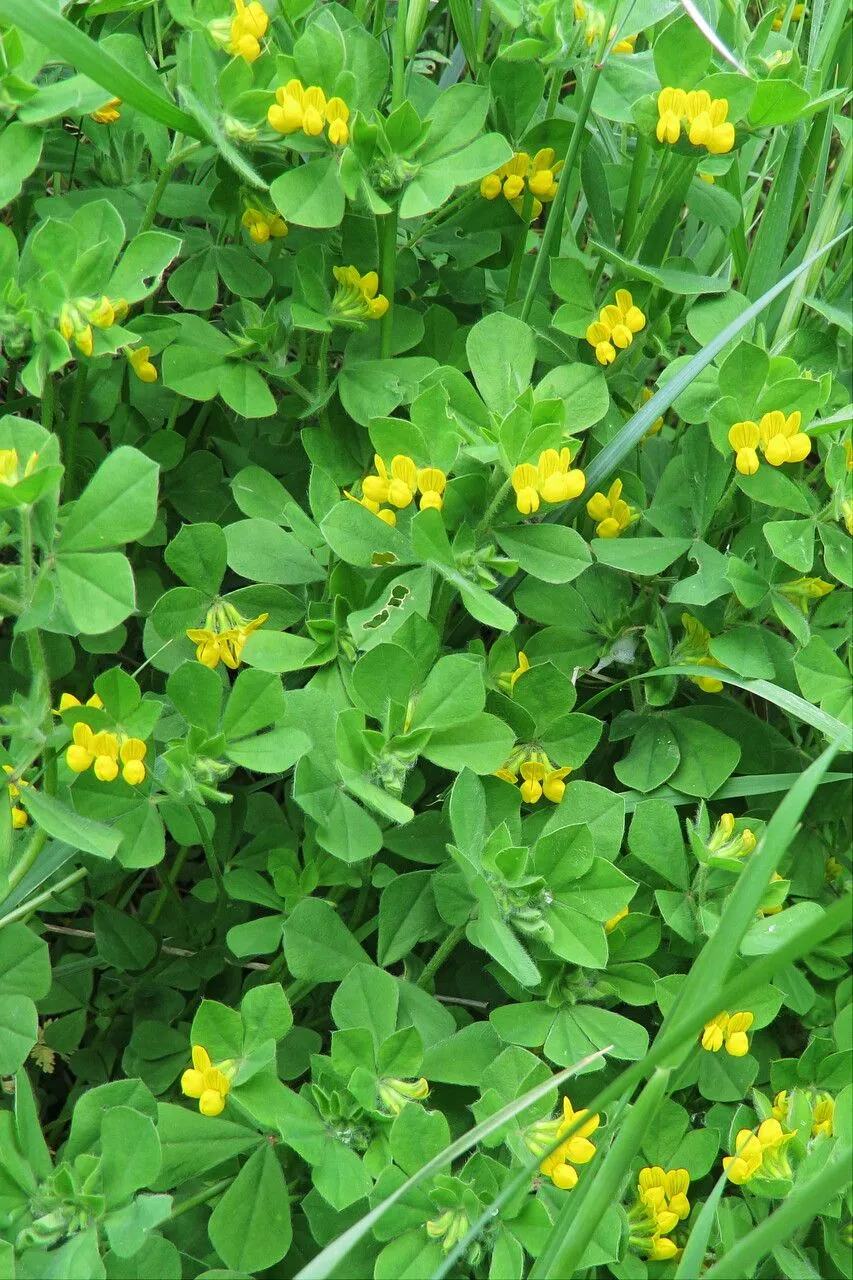 Southern bird’s-foot trefoil (Lotus ornithopodioides, Sp. Pl.: 775 (1753))