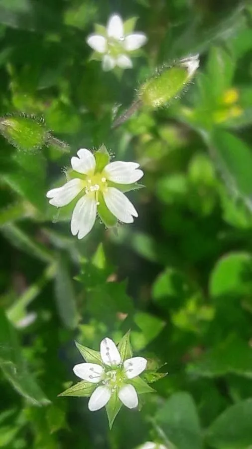 Thyme-leaf sandwort (Arenaria serpyllifolia, Sp. Pl.: 423 (1753))