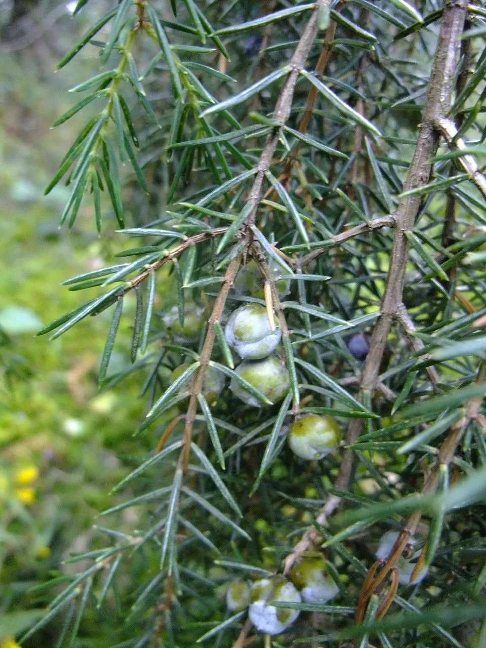 Temple juniper (Juniperus rigida, Abh. Math.-Phys. Cl. Königl. Bayer. Akad. Wiss. 4(3): 233 (1846))