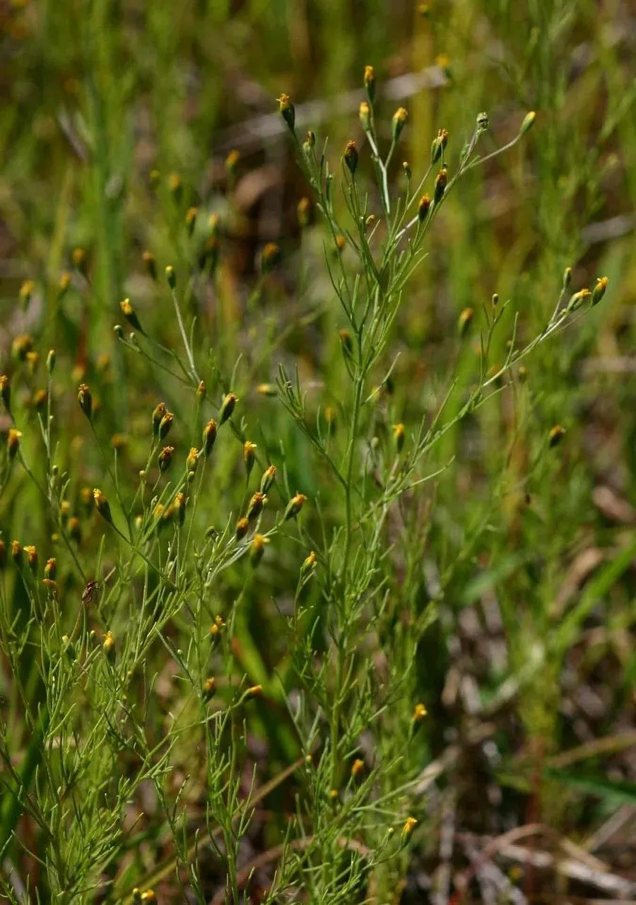 Curious-weed (Schkuhria pinnata, Repert. Spec. Nov. Regni Veg. 11: 308 (1912))