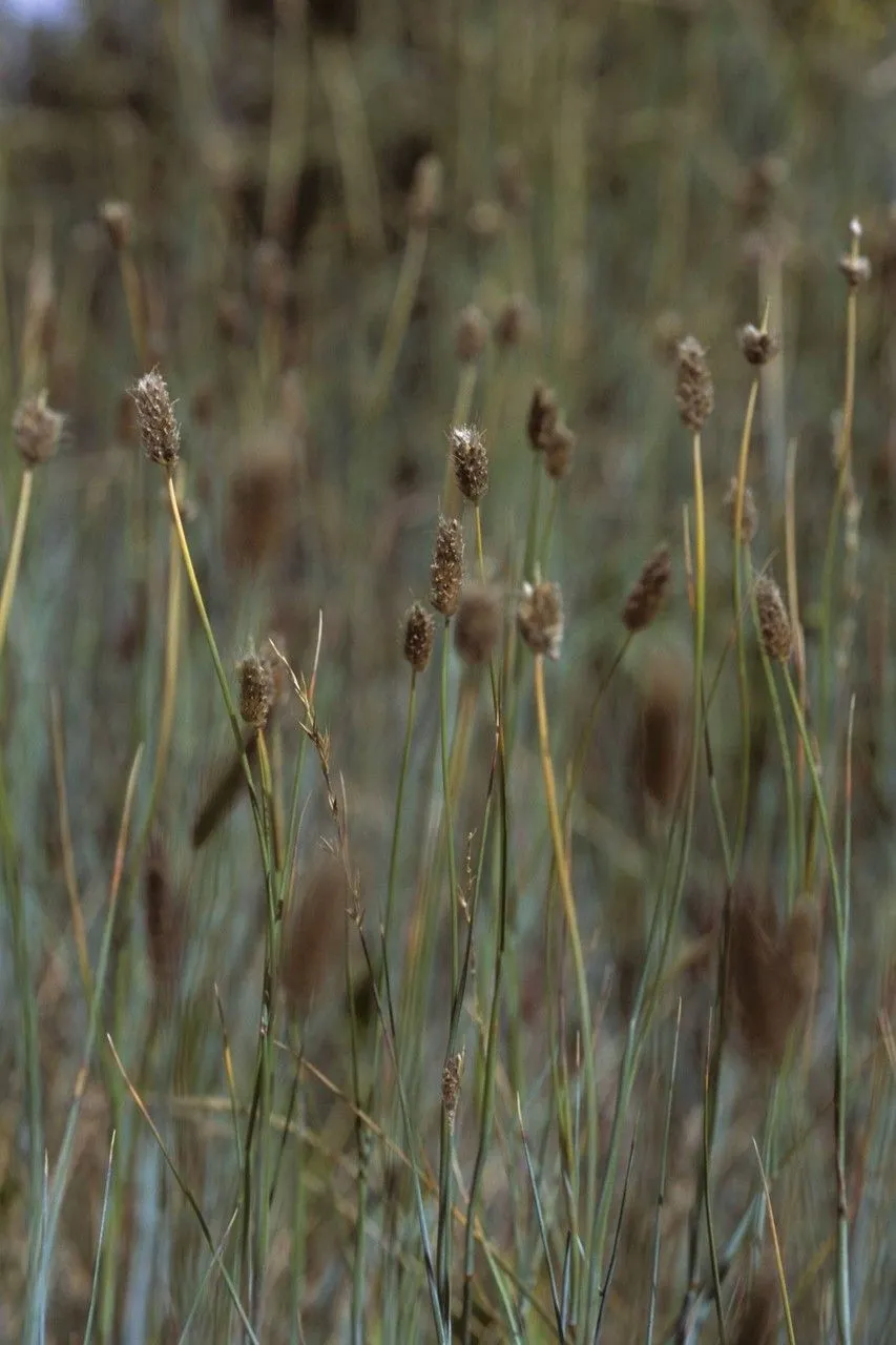 Alpine foxtail (Alopecurus magellanicus, Tabl. Encycl. 1: 168 (1791))