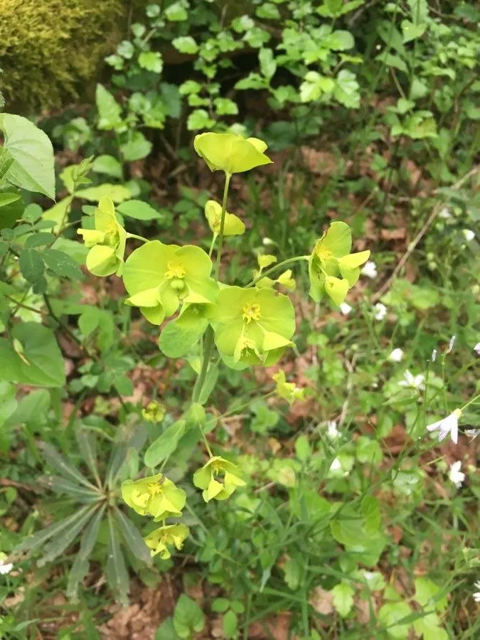 Wood spurge (Euphorbia amygdaloides, Sp. Pl.: 463 (1753))