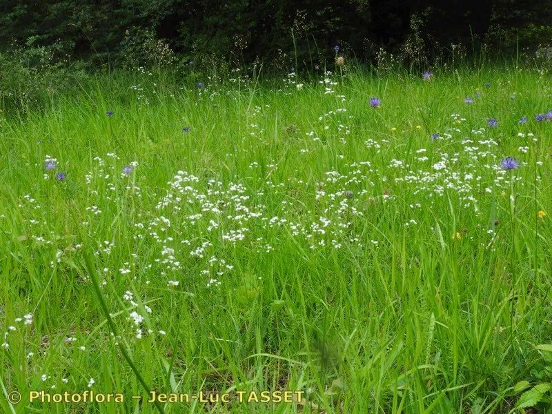 Dyer’s woodruff (Asperula tinctoria, Sp. Pl.: 104 (1753))