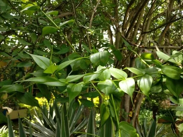 Climbing-lily (Gloriosa superba, Sp. Pl.: 305 (1753))