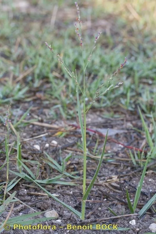 Couch panicum (Panicum repens, Sp. Pl. ed. 2: 87 (1762))